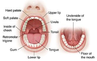 Mouth